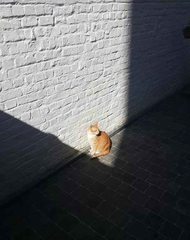 天冷了，喵星人开始寻找温暖