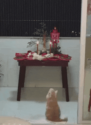 貓咪大晚上的拜財神，祈求多點小魚干，網友：主人家要發財了