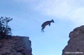 6只羚羊飞跃悬崖, 从头羊到小羊有条不紊, 网友: 原来书上是真的