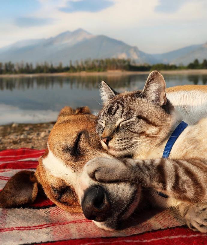 主人出嫁，狗狗狂追婚车