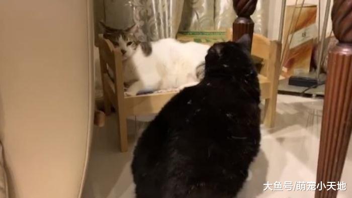 7kg胖宾士硬钻床底屁股卡住，弹出来变一颗巨球引爆魔性笑声