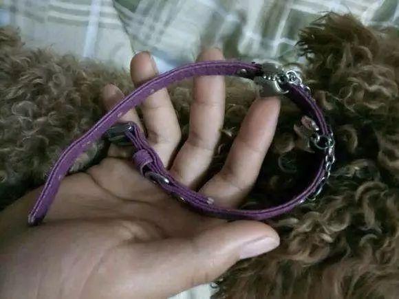 小狗自己玩耍走丢了, 一个星期后自己回来了, 还带了惊喜