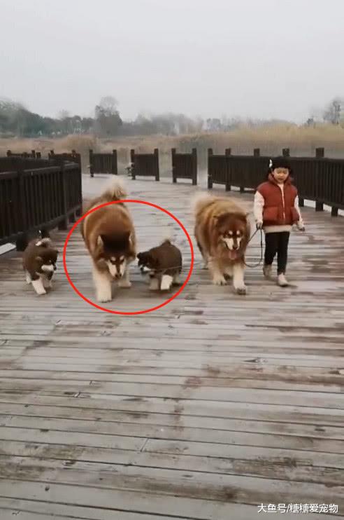 4岁小女孩带着阿拉“一家四口”遛弯，网友：这父母怎么当的？