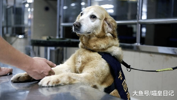 这种狗狗只有正常犬一半寿命，但却用它们一生，守护了地球的和平