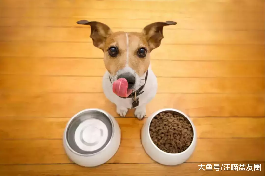 猫狗粮贵的不一定好, 教你一招, 学会1秒鉴别猫狗粮好坏