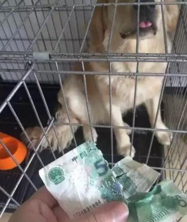 这条狗颠覆了网友对金毛的认知, 跟喝醉的人回家, 把别人家给拆了