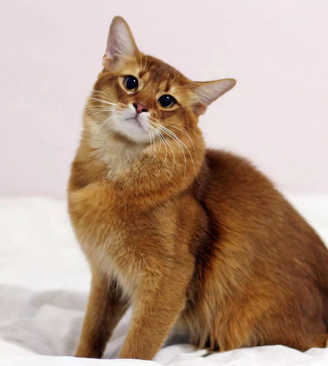 明明是我猫生的崽！怎么长得像隔壁老王的娃？