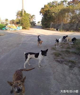 狗妈妈外出找食物，中毒倒在石堆里，留下6只孤苦伶仃的幼犬