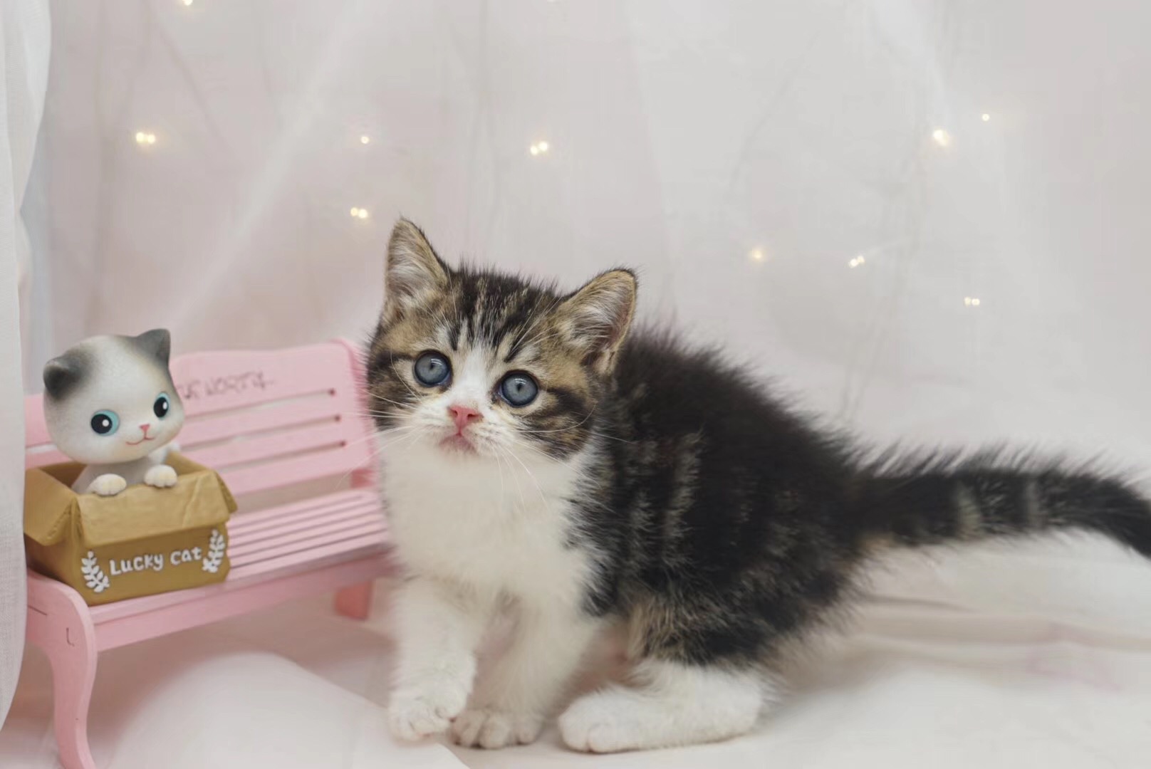 胖成球的小奶猫来袭！太可爱了萌得肝颤，这小眼神简直……