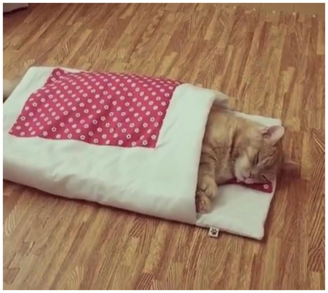 頭回見貓咪睡覺這么精致，感覺它做夢都是和村花的風花雪月