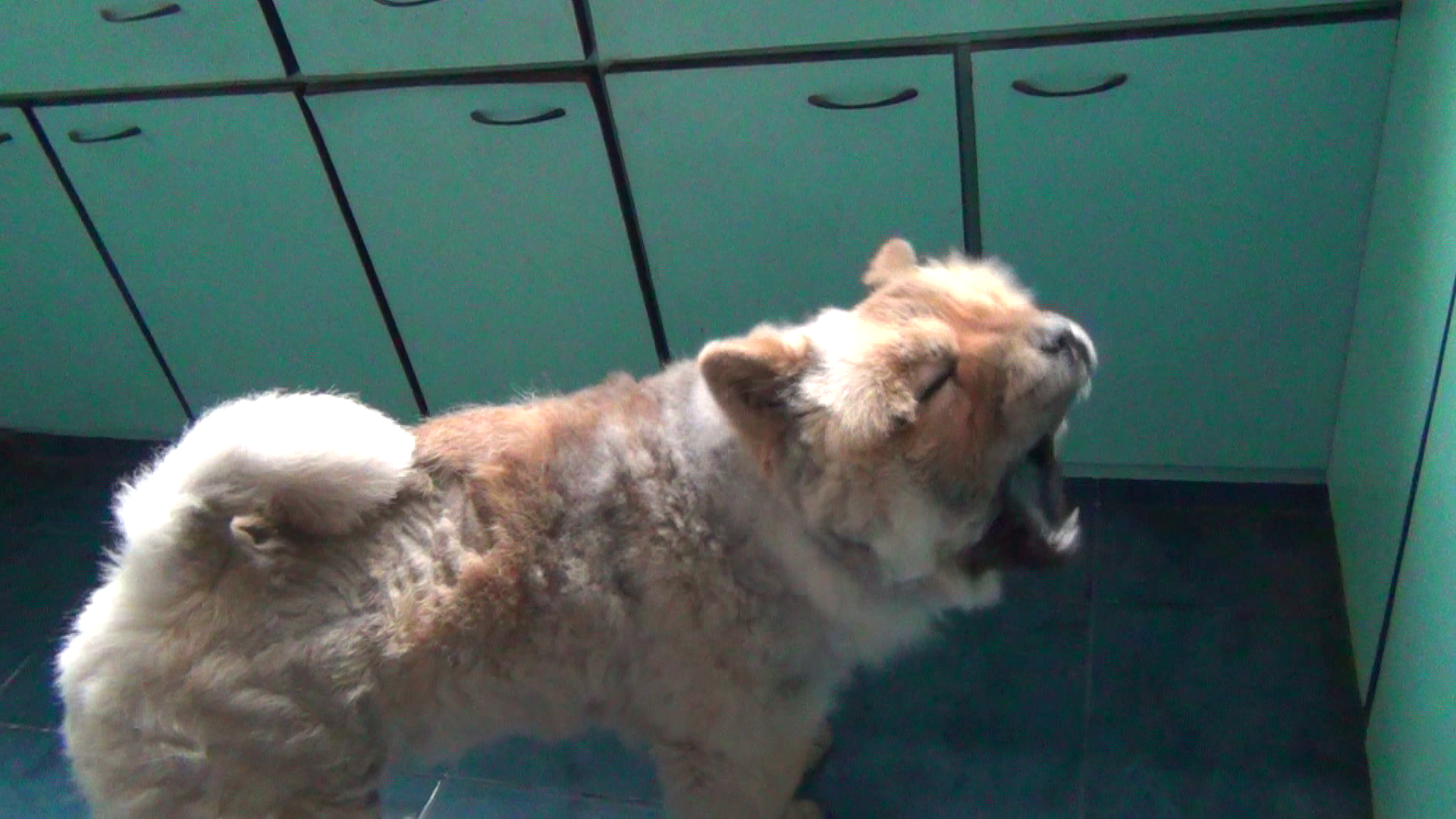 在厨房做鬼脸的小松狮