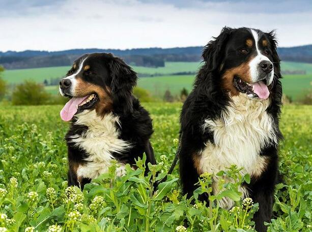 解读“伯恩山犬”，山地中的王者，曾经代替了瑞士的拉货车