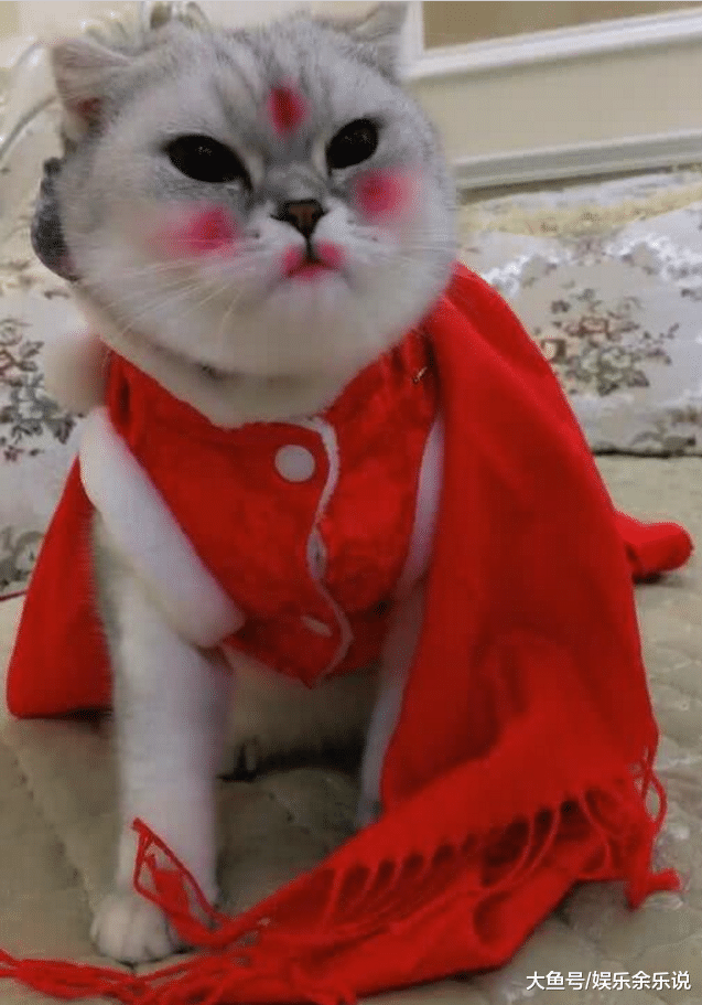 自家猫咪娶了新媳妇，满心欢喜去掀盖头，掀开一看，这妆谁化的