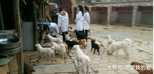 对于社会上越来越多的流浪宠物，大家是怎么看待的呢？小编觉得其实有时候安乐死对于它们来说也是一种解脱！