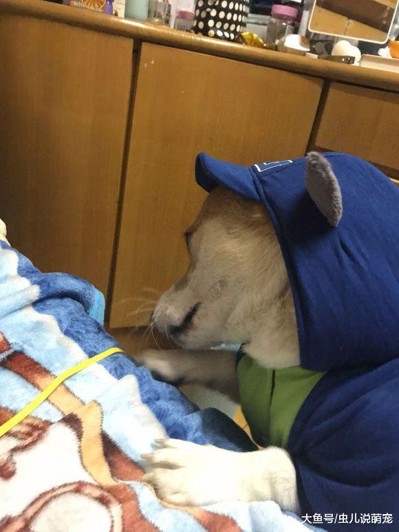 貪玩的柯基穿上衣服就要出去玩，哪里是寵主能決定的
