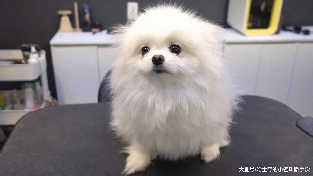 记录一条狗的美容过程，一条圆狗愣是被剪成了方形，真的很方啊