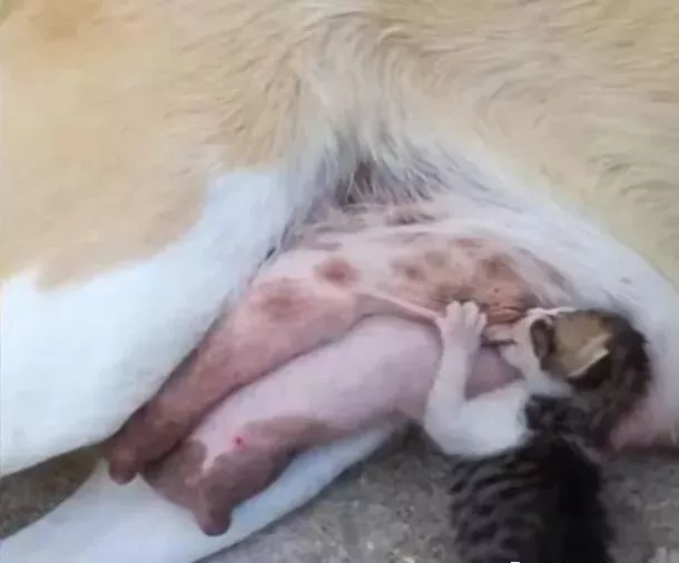 狗妈妈躺在路边喂奶，一看它的狗宝宝竟然不是狗，真相让人感动！