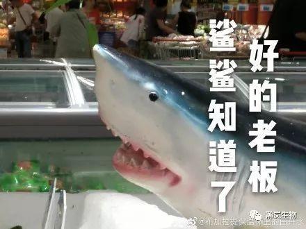 “狗粑粑”注意事项