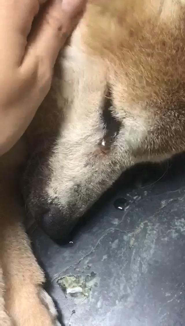 17岁痴呆柴犬老了，见不到主人立马就醒，哭得泪眼汪汪，令人心疼