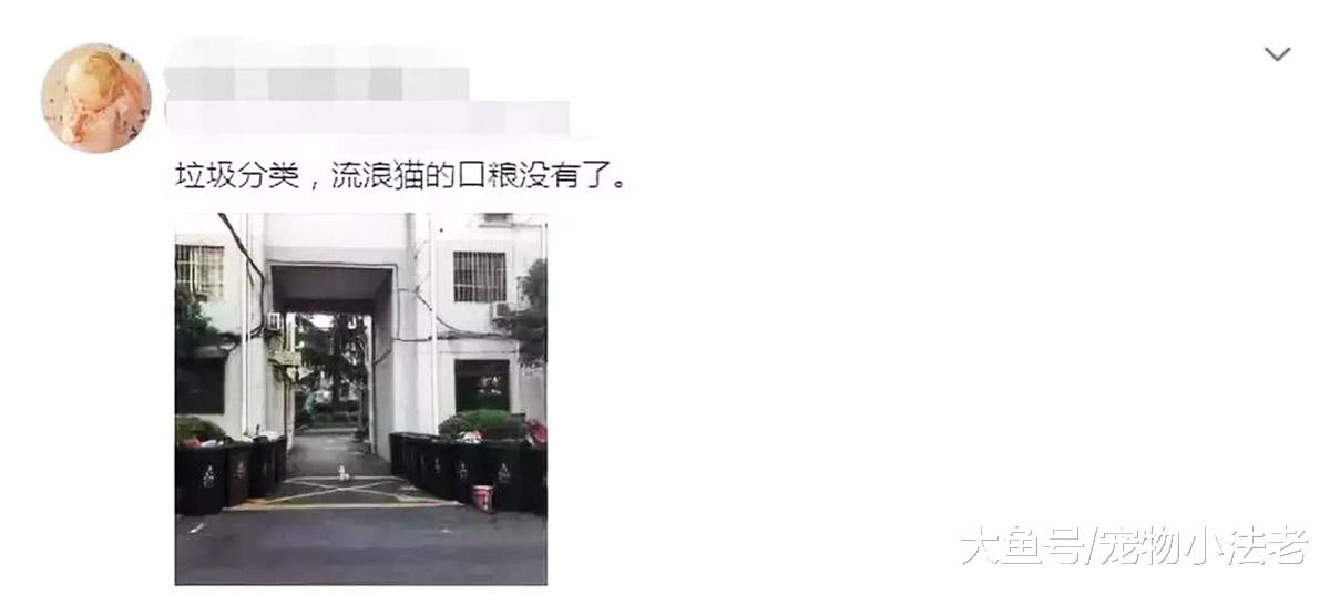 垃圾分类虽好，但是对流浪猫来说，却是一场恶梦！