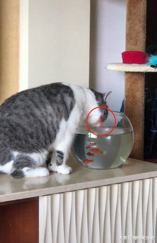 猫咪喝水，下一秒却出现了这样一幕，猫：咋回事？我就是喝点水!