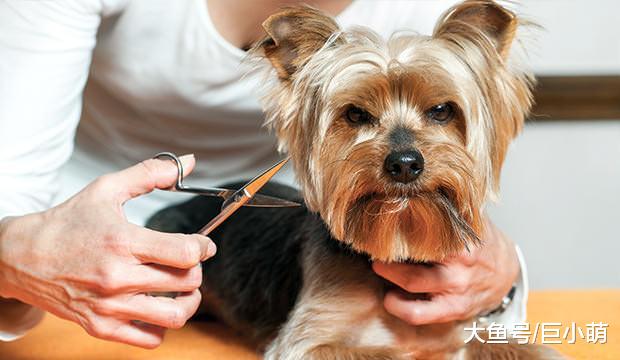 猫咪的胡子用来测量距离，那么狗狗的胡子呢？它们到底有什么用呢
