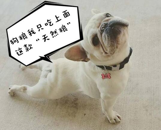 主人的这些行为，看似很爱狗狗，其实是在害它！