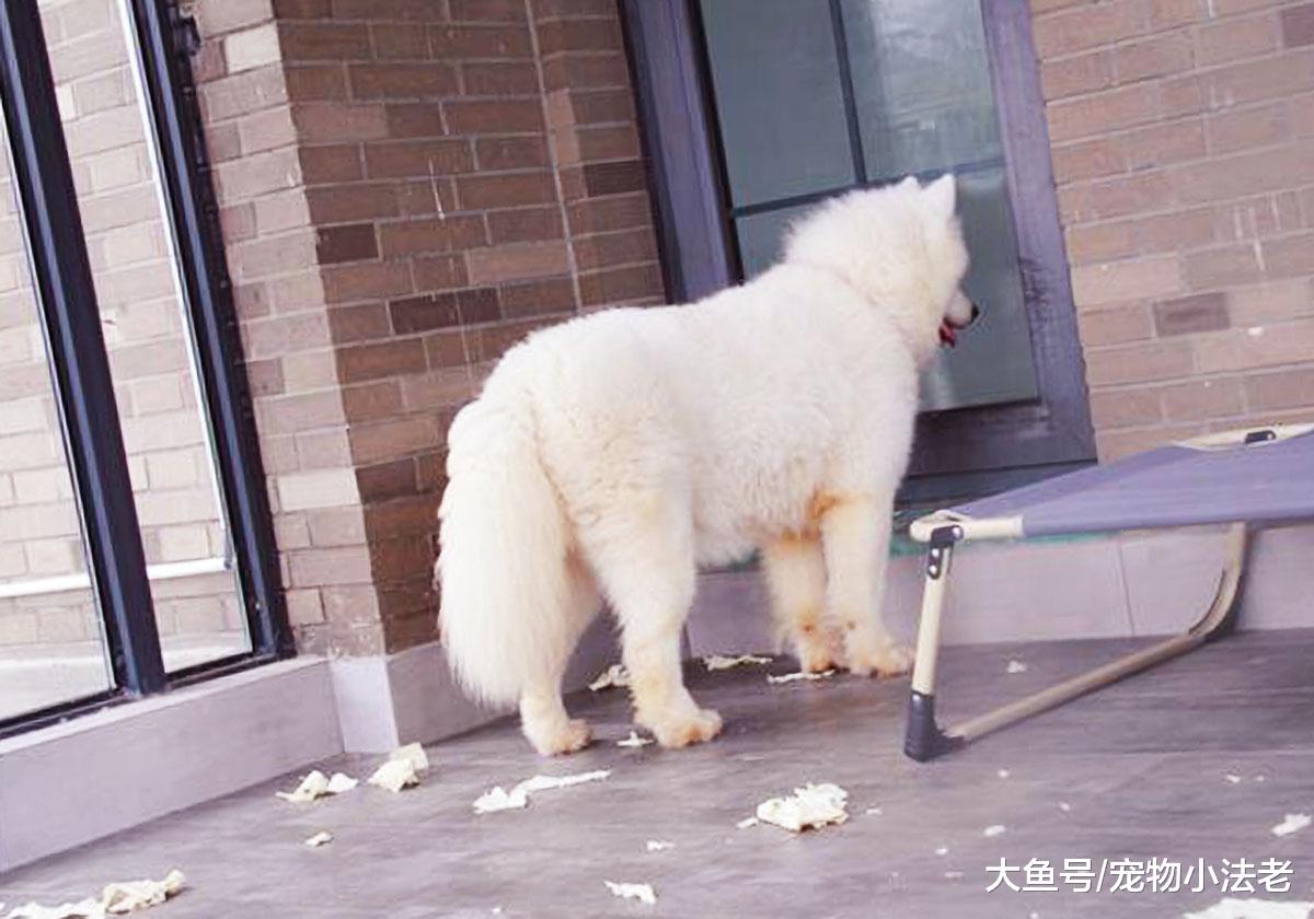 狗狗拆家真的只是精力旺盛吗？记住这2点，也许是狗狗生“病”了