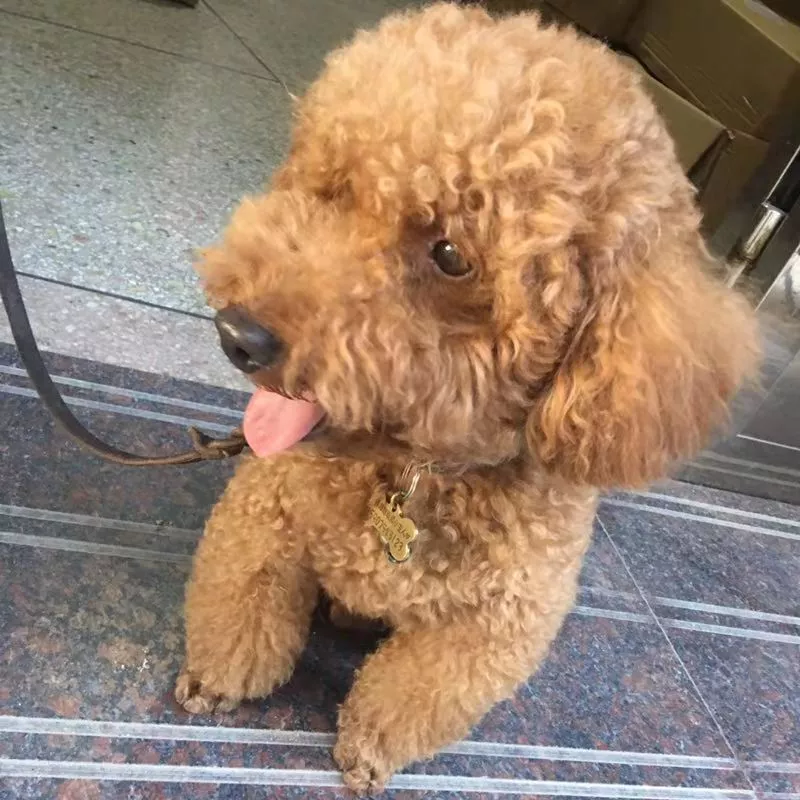 千元寻狗 汕头市澄海区冠山大德路附近丢失泰迪犬一只