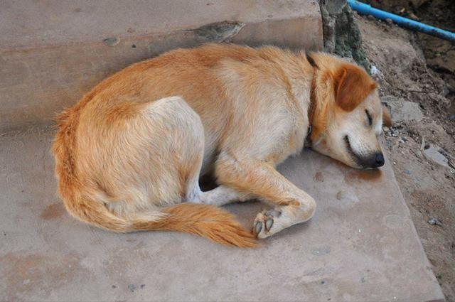 母犬受伤后逃回下水道，好心人前往救助才发现里面藏有6只幼犬！