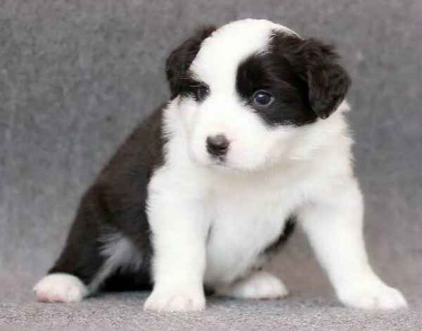 养幼犬的技巧大全，这些知识最少值10万！