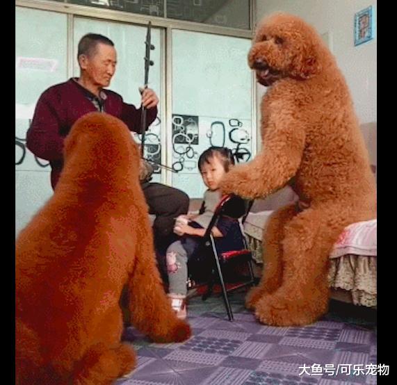 比冰箱还高大的狗子，藏在高处的零食不保，网友：这是人扮的吧？