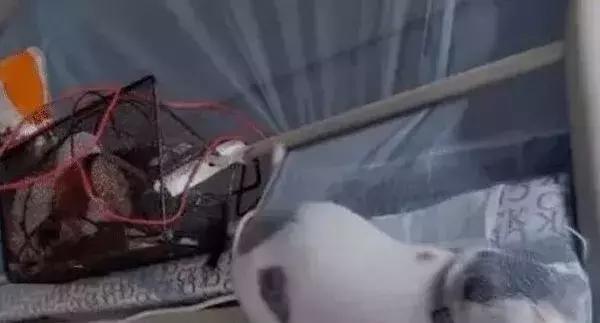 萌宠奇闻趣事: 女大学生回到宿舍, 看到自己床上这幕, 不淡定了!