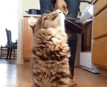 爆笑GIF图：如果你想和女朋友分手了可以试试这个大招!