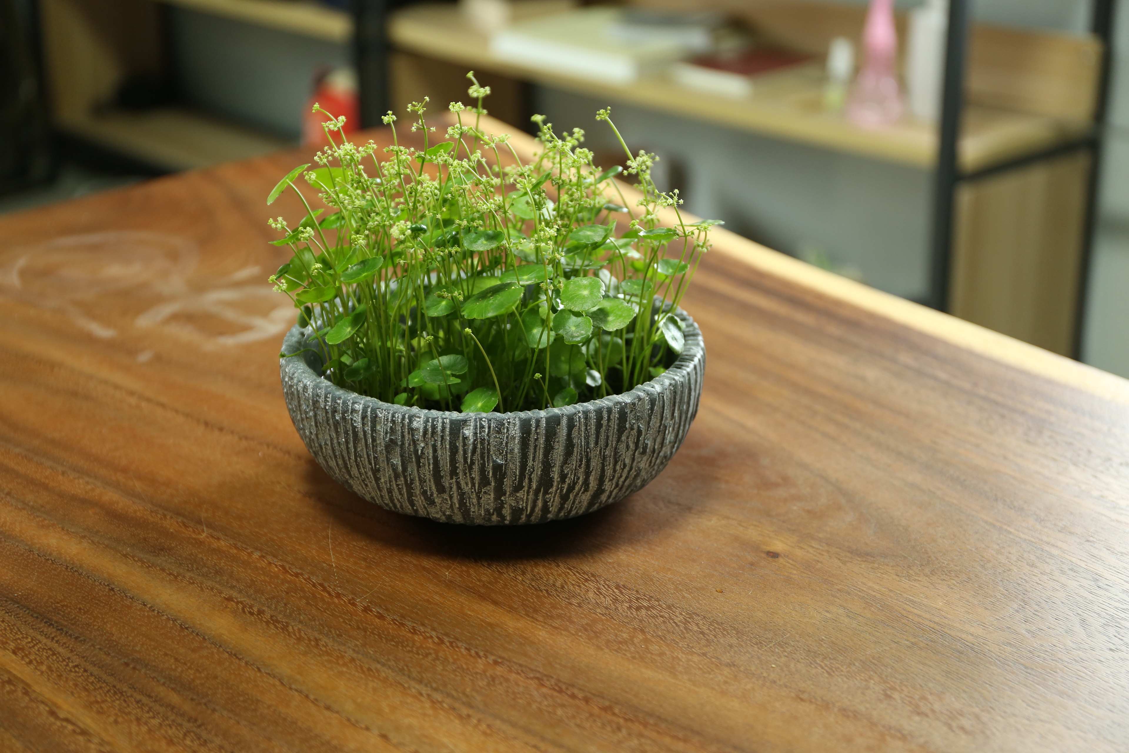 铜钱草的叶子经常变黄的原因是什么？这里知道来看看吧