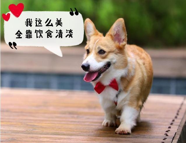 “這些食物，我寧愿狗狗挨餓也不喂！”一位資深的鏟屎官提醒大家