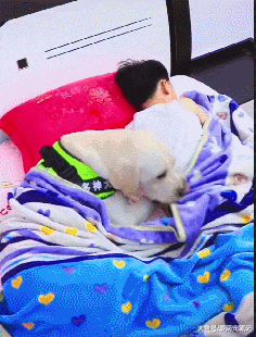 网友的拉布拉多3岁了，却当了2年的“保姆”，汪：为这家操碎了心