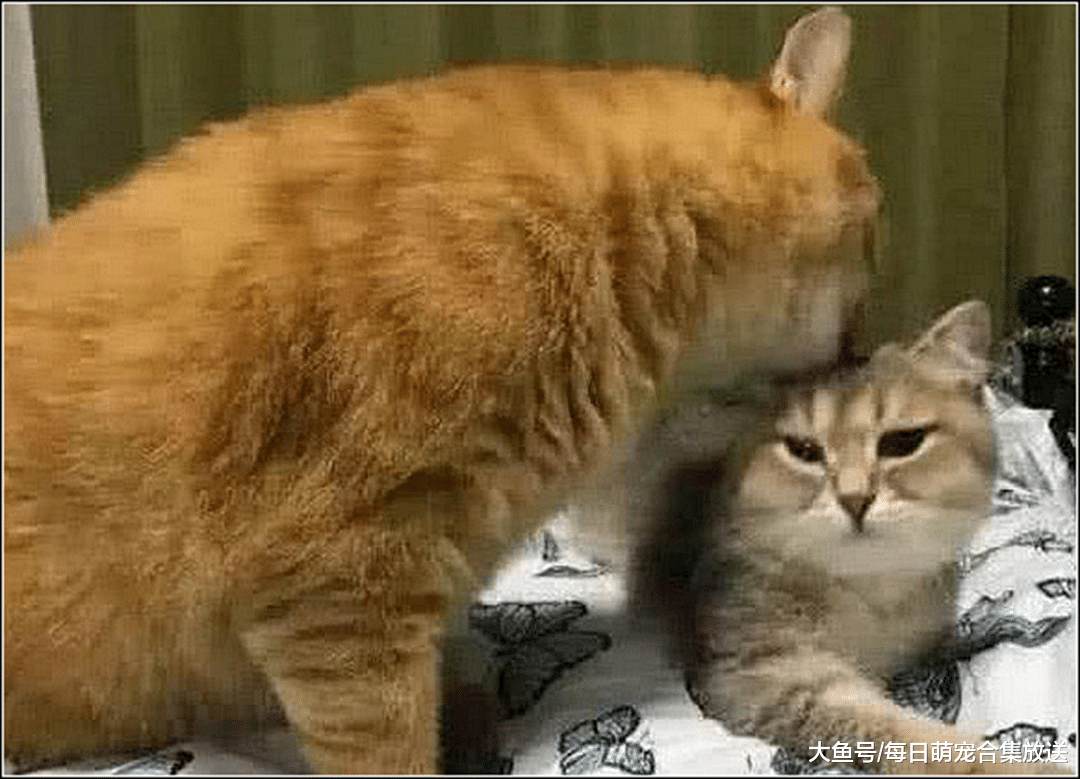 橘猫帮老婆舔毛，老婆发现有点不对劲，照了下镜子顿时傻眼了