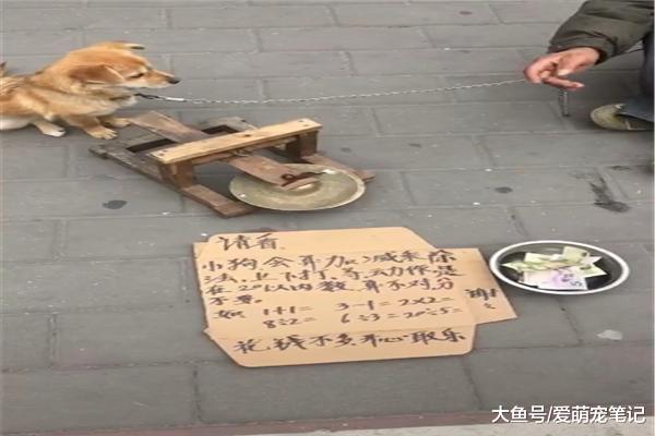 田园犬在街头敲锣卖艺，而且还精通算法，汪：为这个家付出了太多