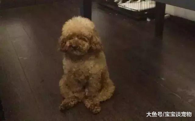 每天不停地被迫交配，注射发情药物，它们的命运何时能改变？