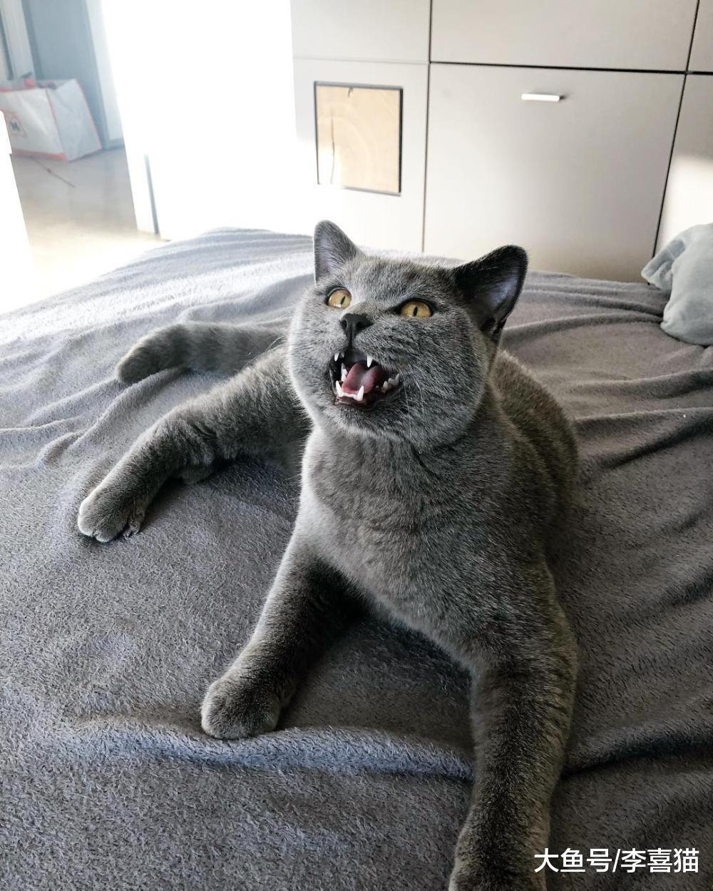 貓咪得了口炎要根據實際情況治療，為了治愈全口拔牙也未嘗不可