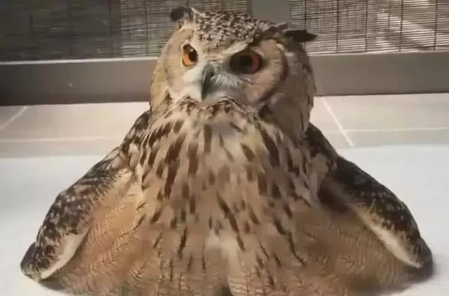 家里忘记开空调，回来猫头鹰就成这样了，网友：你完了