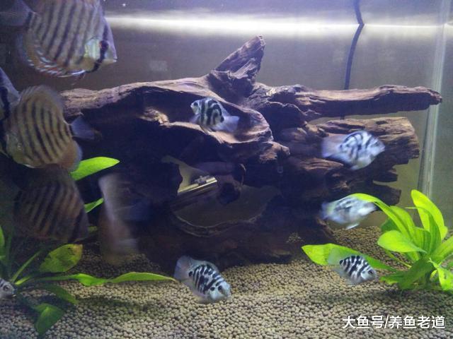 饲养观赏鱼的鱼缸壁上出现大量的白膜，这些都是菌膜吗？