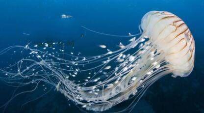 地球上10大不需要大腦的奇特動物，第十蟑螂，第六青蛙，第一蠑螈