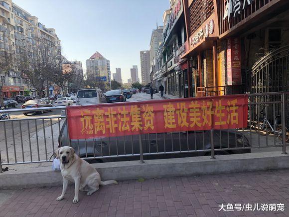 網友著急回家上廁所，不小心把拉布拉多關在門外了！