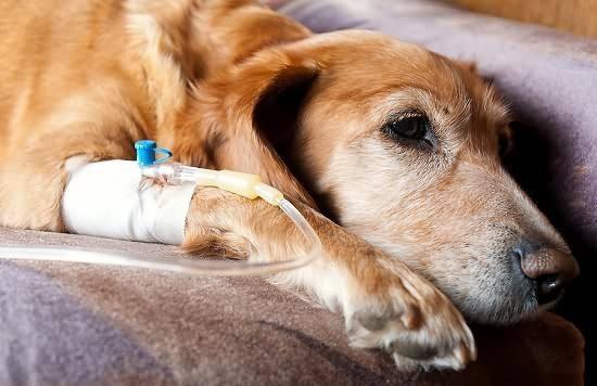 狗狗的5大“致命”疾病，春季是多發季節，飼主要留意！