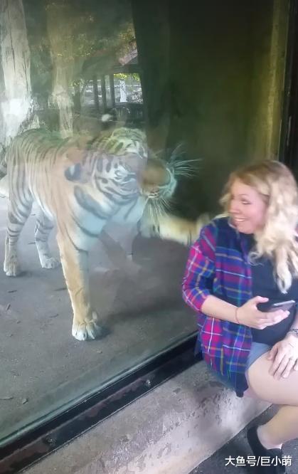 动物园老虎不停撒娇，还把脸贴在游客肚子上，网友：细思极恐