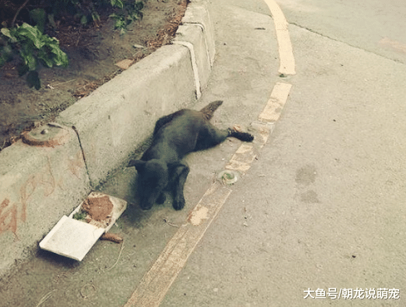 小孩给流浪狗自己的午饭，他再次来看狗时候饭没吃，得知真相让人心疼