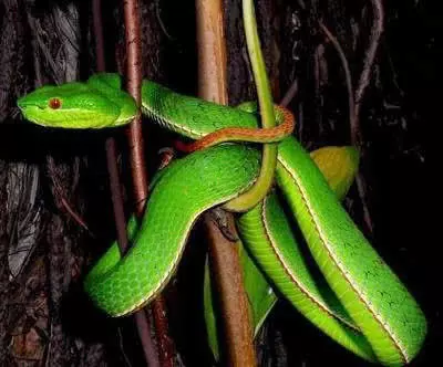 我国这四种毒蛇无比恐怖，捕蛇人不敢碰，有一种被称“蛇界老虎”