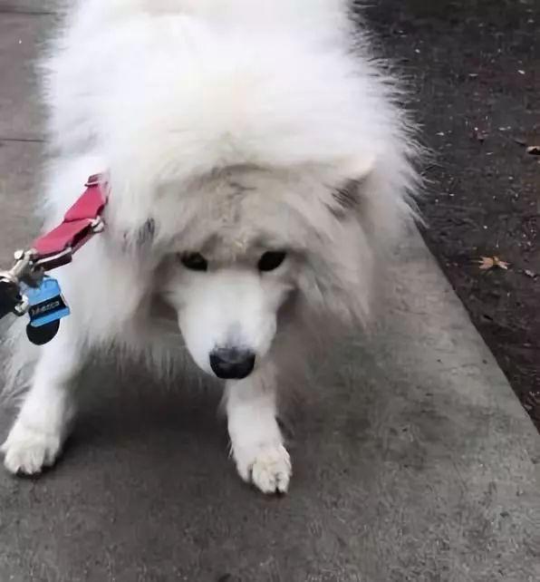 拒絕不是柴犬的專利，薩摩耶犟起來也會被勒出雙下巴